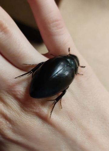 Hydrophilus ovatus