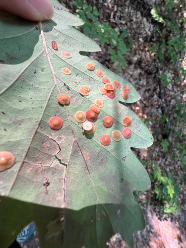 Common Spangle Gall Wasp