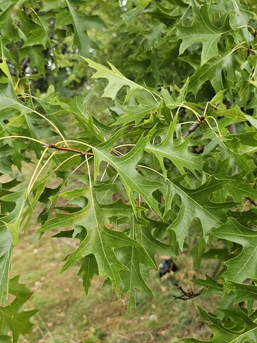 pin oak