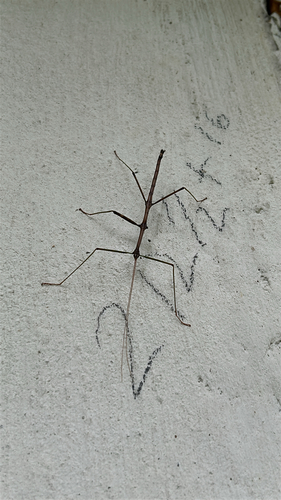 Northern Walkingstick