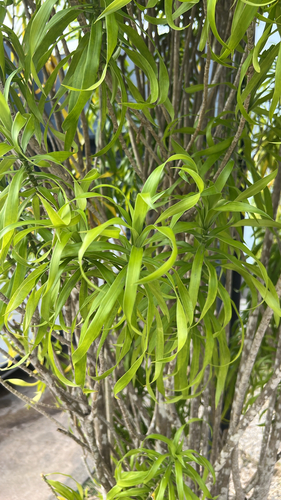 Dracaena angustifolia observed 2026-09-16