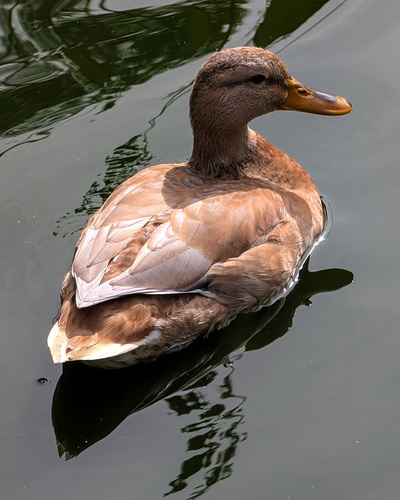 Domestic Mallard
