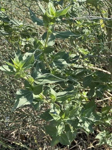 Sumpweed