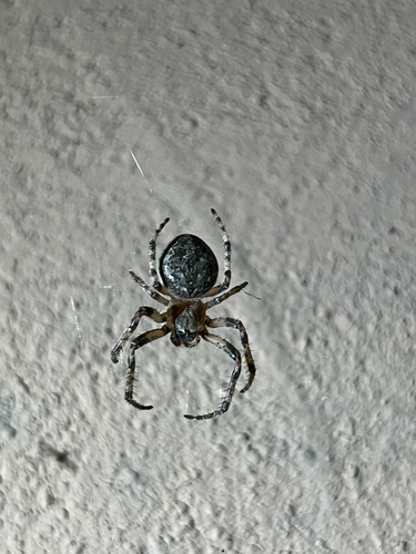 Larinioides ixobolus