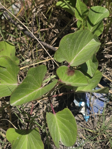 Ginger-leaf Morning-glory