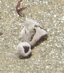 Jellyella tuberculata