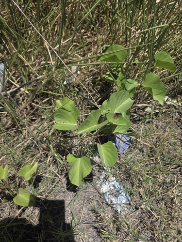 Ipomoea asarifolia, photograph 2