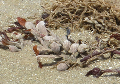 Jellyella tuberculata