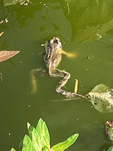 European Common Frog
