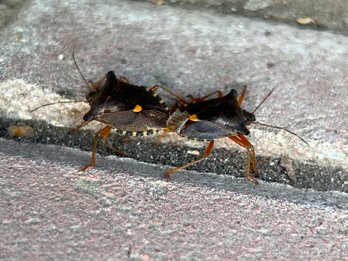 Forest Bug