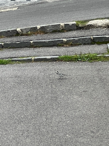 White Wagtail