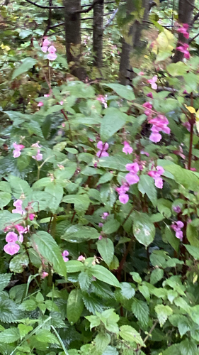 Himalayan balsam