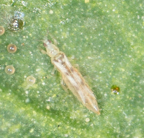 Six Spotted Thrips