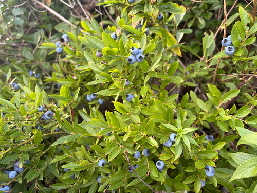 lowbush blueberry