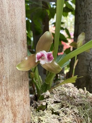Lycaste