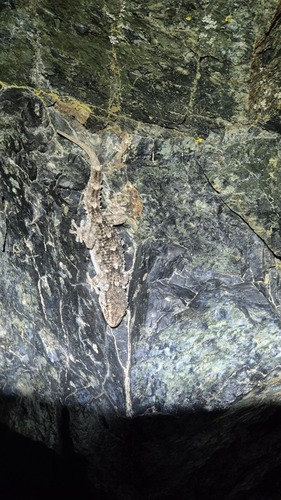 Moorish Gecko