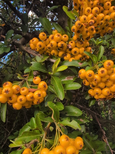 Firethorn