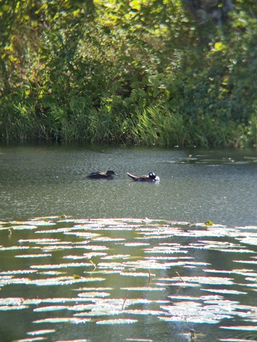 Hooded Merganser