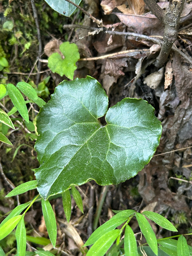 Rose's heartleaf