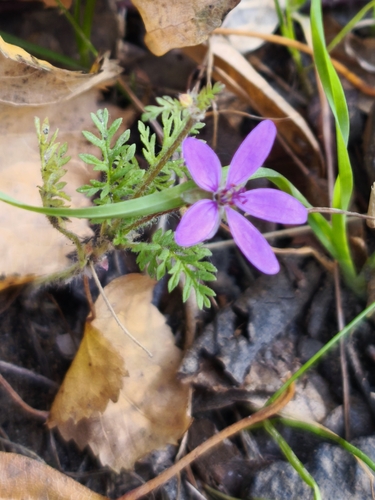 Наблюдение на iNaturalist