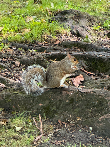 Eastern Gray Squirrel