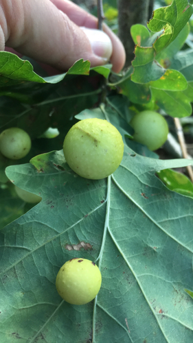 Cherry Gall Wasp