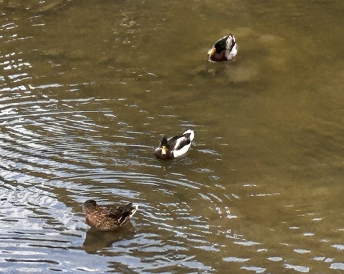 Mallard
