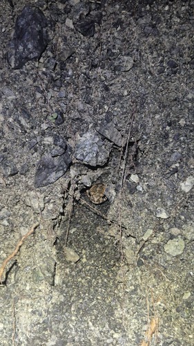 Balearic Green Toad