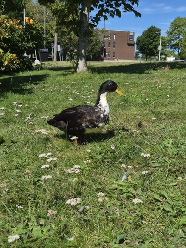 Domestic Mallard