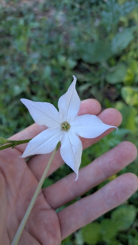 Nicotiana longiflora, photograph 1