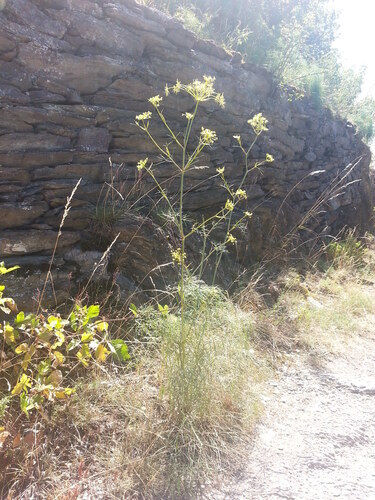 Peucedanum officinale