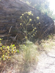 Peucedanum officinale
