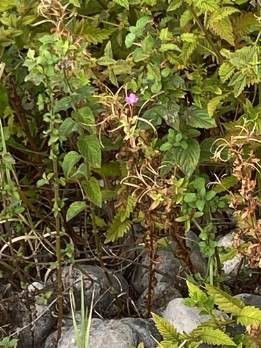 Great Willowherb