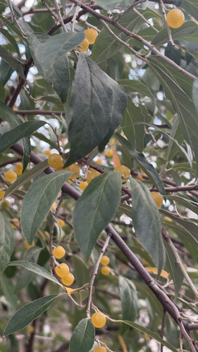Russian olive
