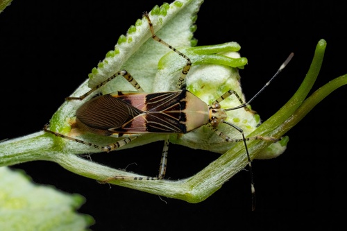 Hypselonotus fulvus