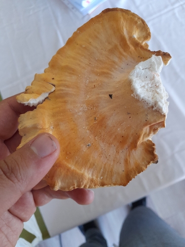 chicken of the woods