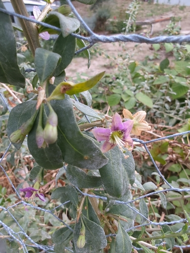 matrimony vine