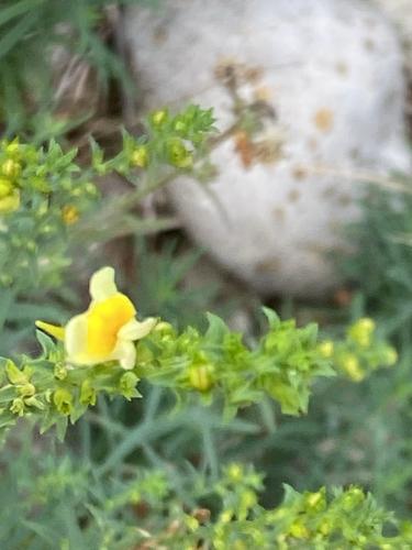 common toadflax