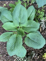 Hosta ventricosa