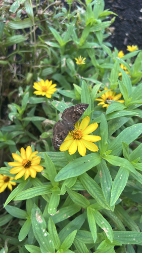Horace's Duskywing
