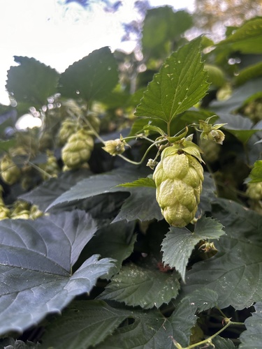 common hops