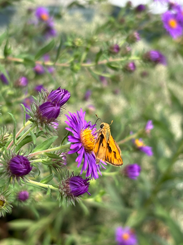 Fiery Skipper