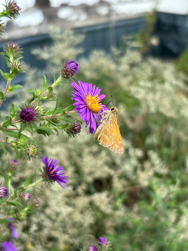 Huron Skipper