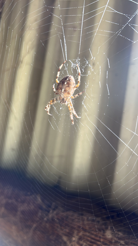 Cross Orbweaver