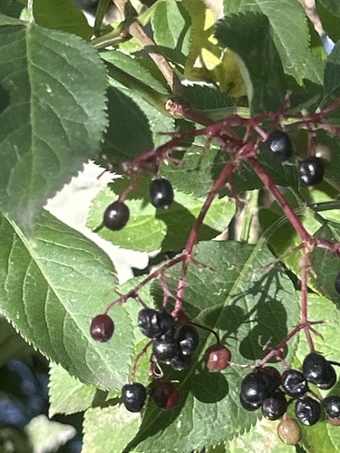 European black elderberry