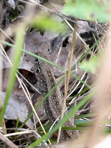 Sand Lizard