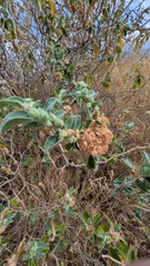 Withania somnifera
