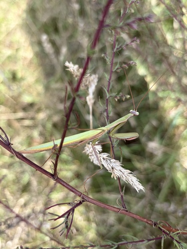 European Mantis