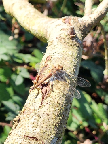 Common Darter
