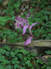 Epipactis purpurata
